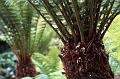 Australian Tree Ferns, Trebah